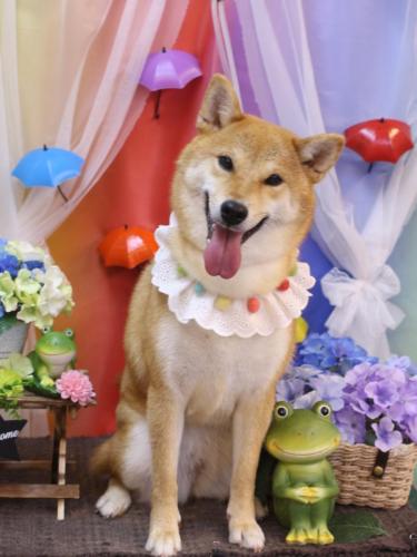 20230614ももちゃん